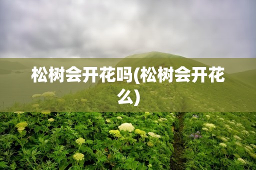 松树会开花吗(松树会开花么)