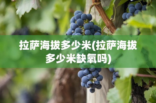 拉萨海拔多少米(拉萨海拔多少米缺氧吗)