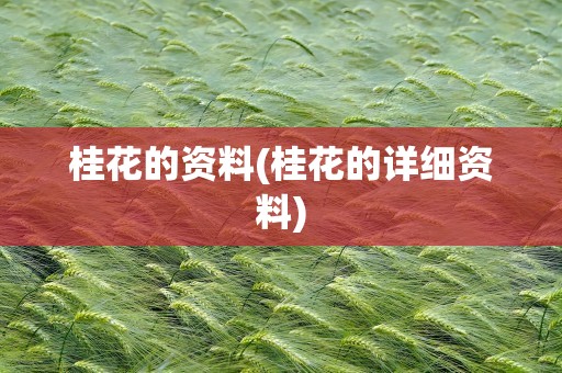 桂花的资料(桂花的详细资料)