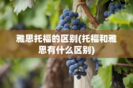 雅思托福的区别(托福和雅思有什么区别)