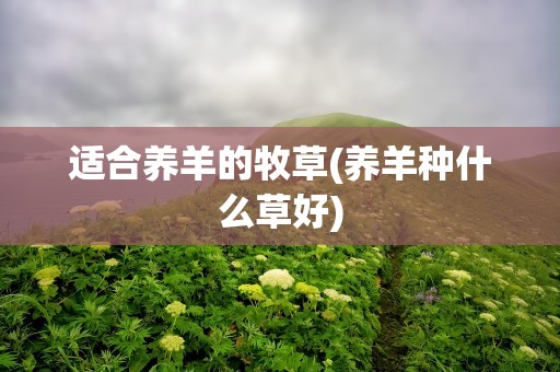 适合养羊的牧草(养羊种什么草好)