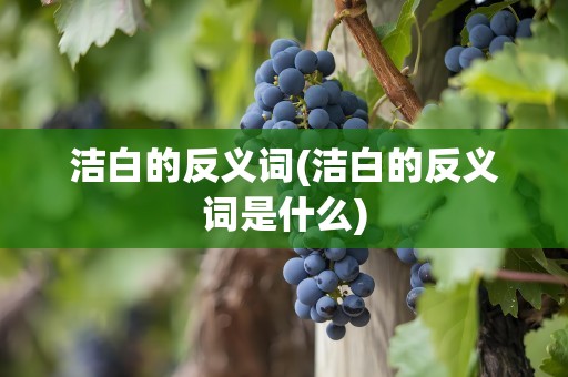 洁白的反义词(洁白的反义词是什么)