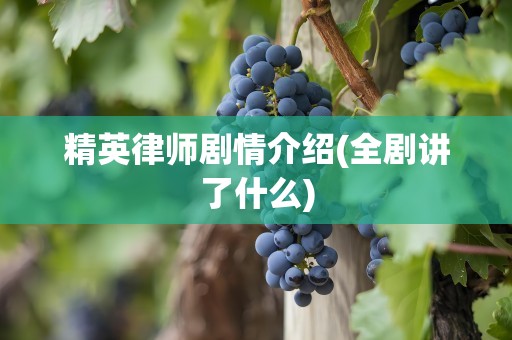 精英律师剧情介绍(全剧讲了什么)