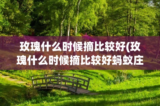 玫瑰什么时候摘比较好(玫瑰什么时候摘比较好蚂蚁庄园)