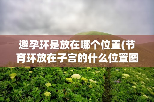 避孕环是放在哪个位置(节育环放在子宫的什么位置图片)