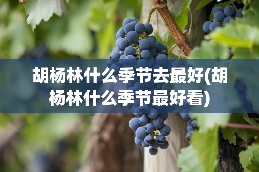 胡杨林什么季节去最好(胡杨林什么季节最好看)