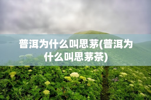 普洱为什么叫思茅(普洱为什么叫思茅茶)