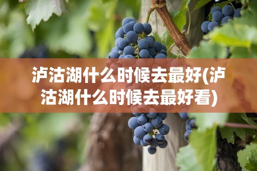 泸沽湖什么时候去最好(泸沽湖什么时候去最好看)