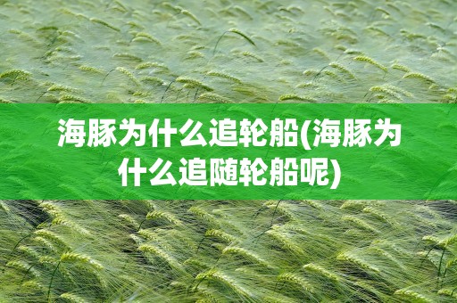 海豚为什么追轮船(海豚为什么追随轮船呢)