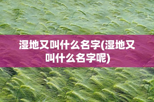 湿地又叫什么名字(湿地又叫什么名字呢)