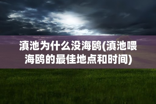 滇池为什么没海鸥(滇池喂海鸥的最佳地点和时间)