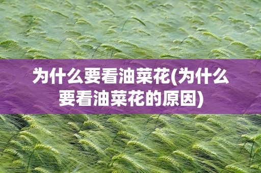 为什么要看油菜花(为什么要看油菜花的原因)