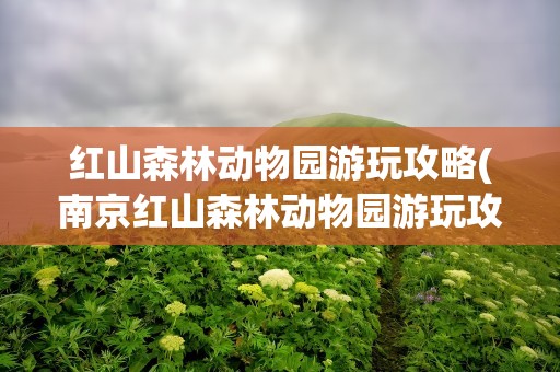 红山森林动物园游玩攻略(南京红山森林动物园游玩攻略)