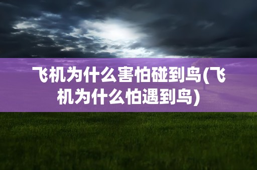 飞机为什么害怕碰到鸟(飞机为什么怕遇到鸟)