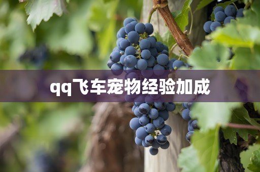 qq飞车宠物经验加成