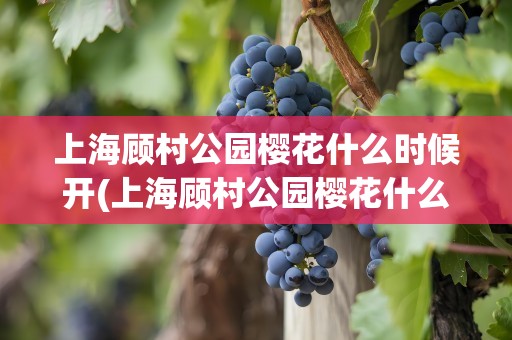 上海顾村公园樱花什么时候开(上海顾村公园樱花什么时候开花)