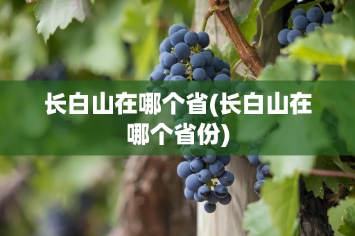 长白山在哪个省(长白山在哪个省份)