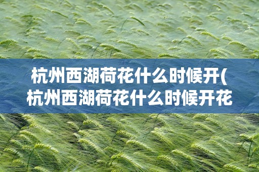 杭州西湖荷花什么时候开(杭州西湖荷花什么时候开花)