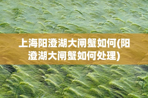 上海阳澄湖大闸蟹如何(阳澄湖大闸蟹如何处理)